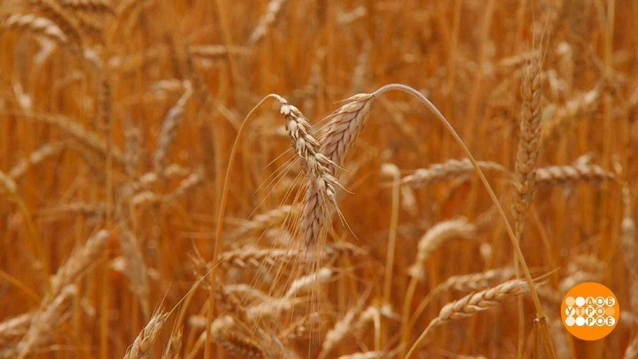 Сорт пшеницы Таня