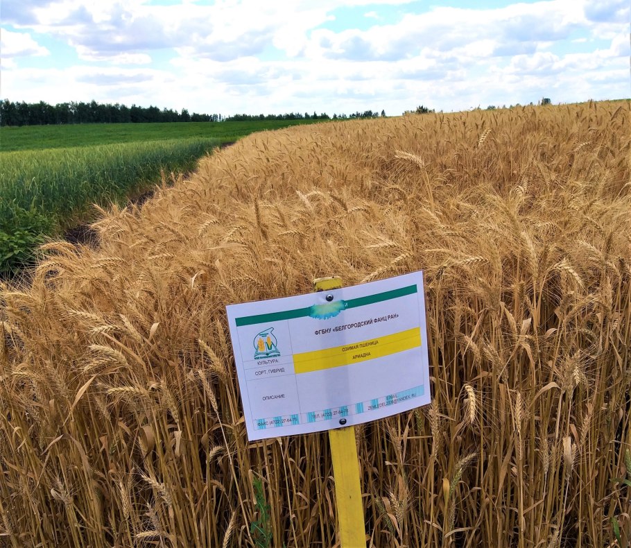 Рост пшеницы