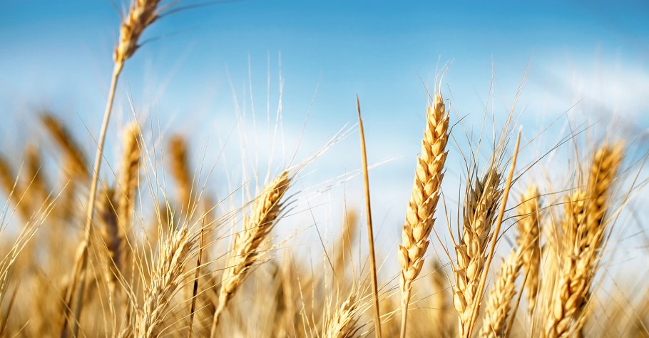 Зерновые культуры