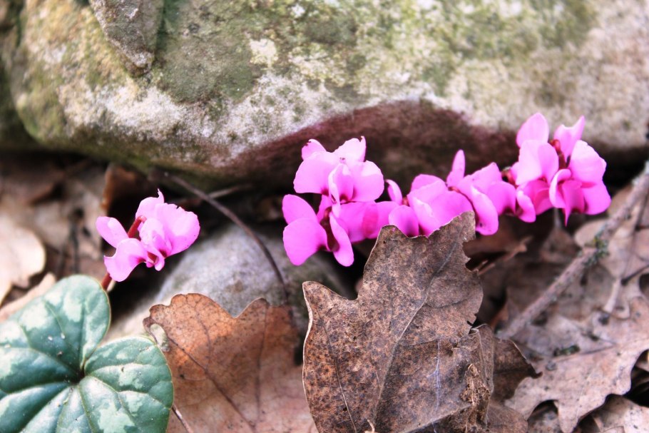 Крымский первоцветы примула