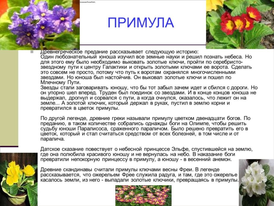 Легенды и предания о цветах