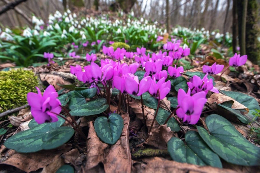 Цикламен косский