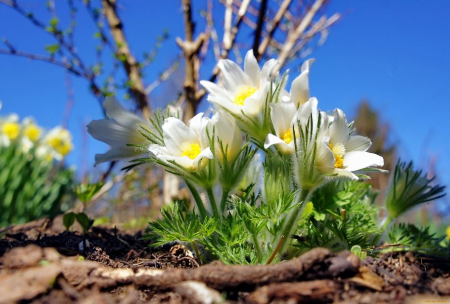 Примула первоцвет