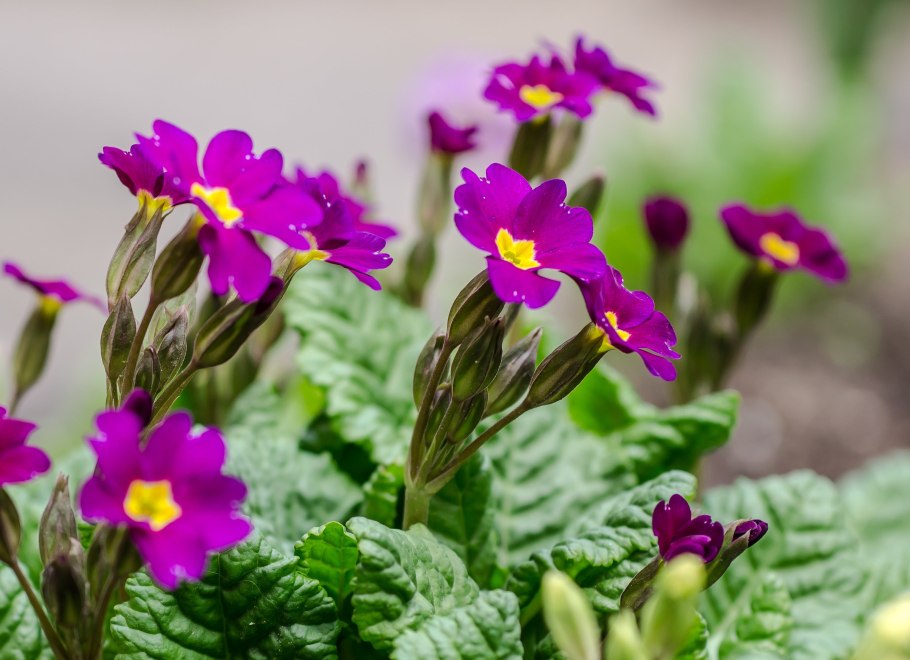 Примула Шарлотта