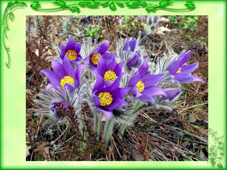 Лесной первоцвет сиреневый