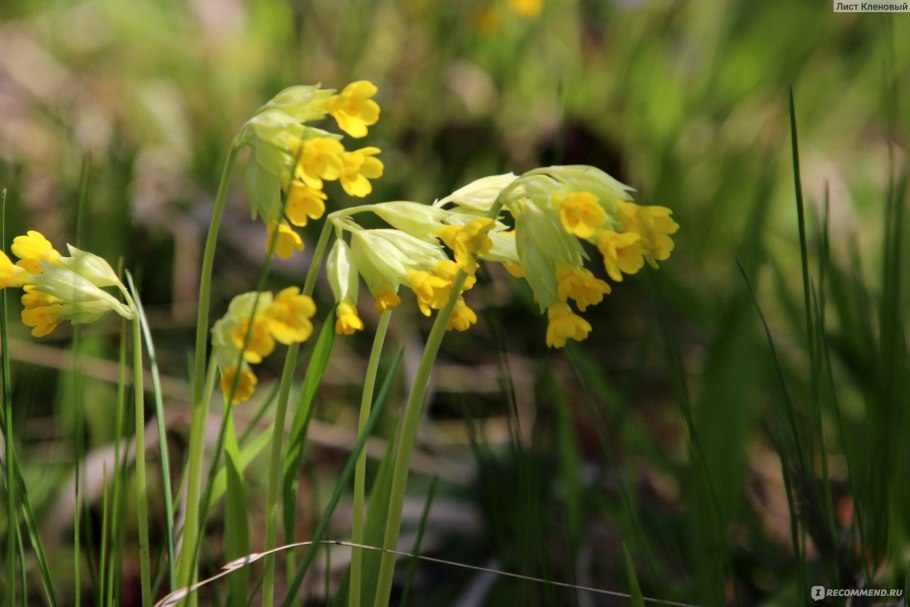 Примула Франциска