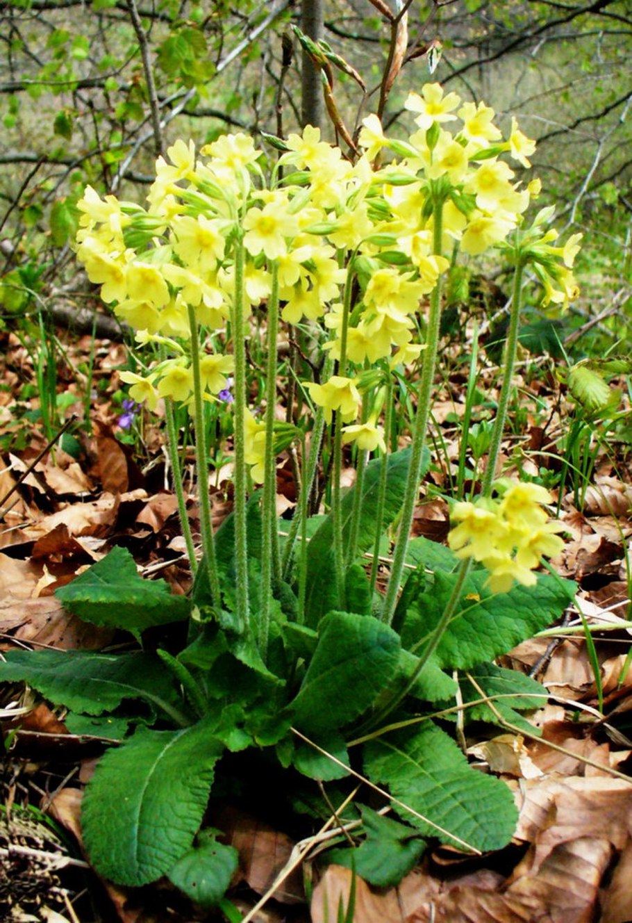 Примула высокая (Primula elatior),