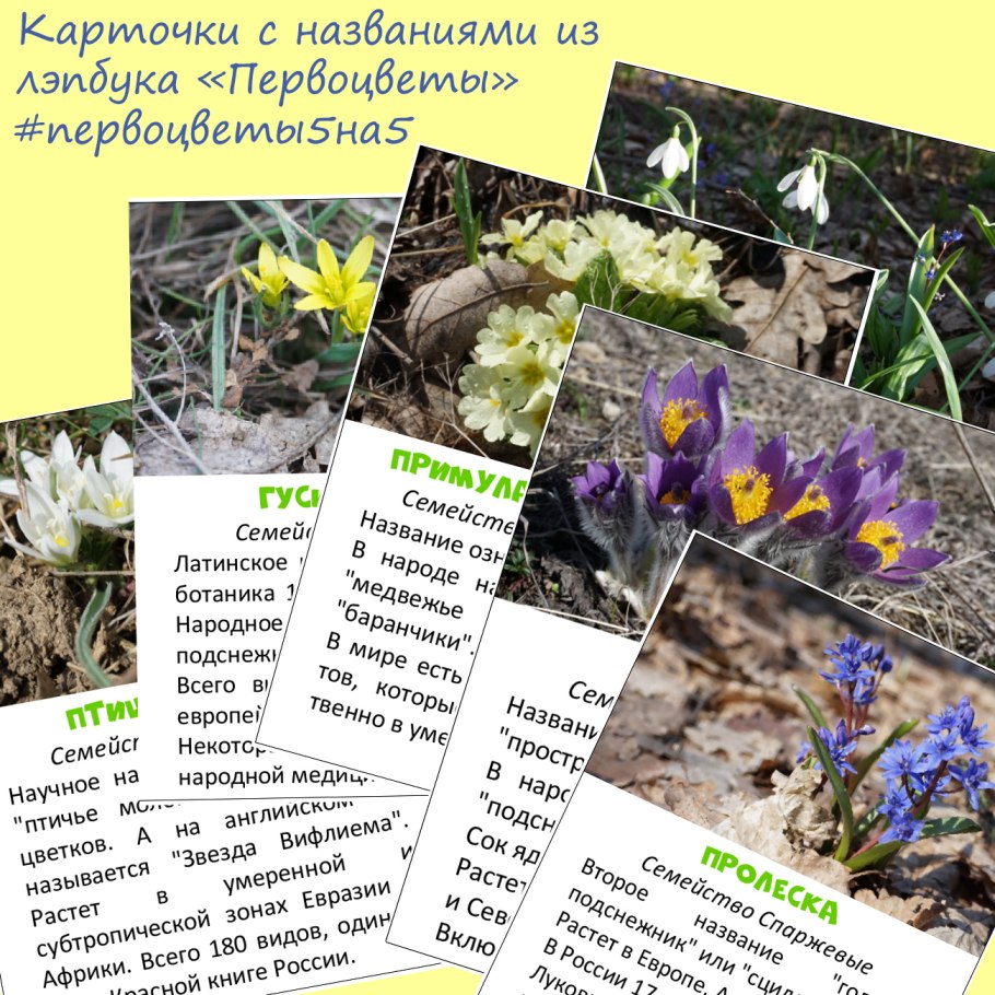 Первоцветы задания