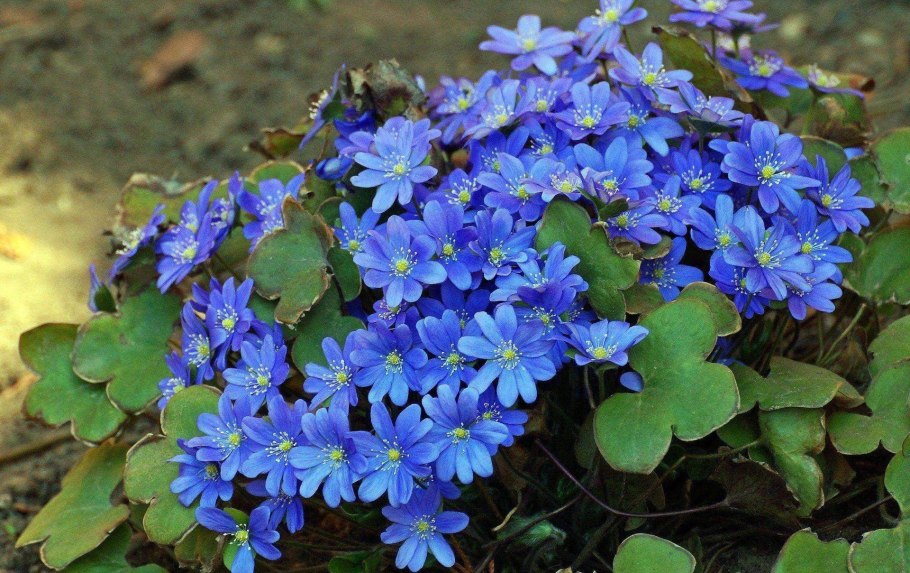 Фиалка топяная – Viola uliginosa Bess