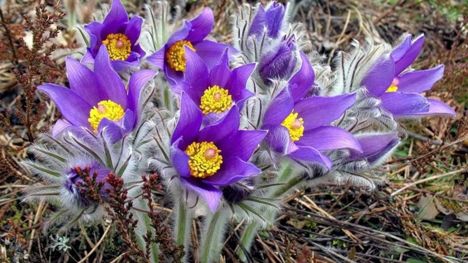 Первоцвет морозник кавказский