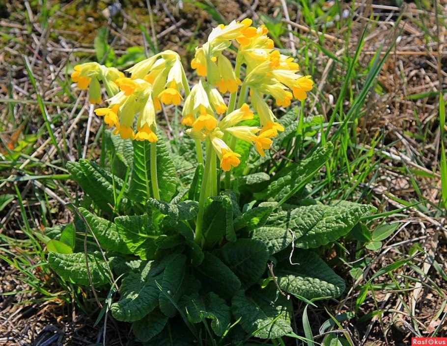 Апрельские крокусы