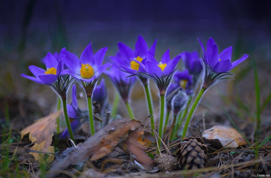 Примула цветок Лесная