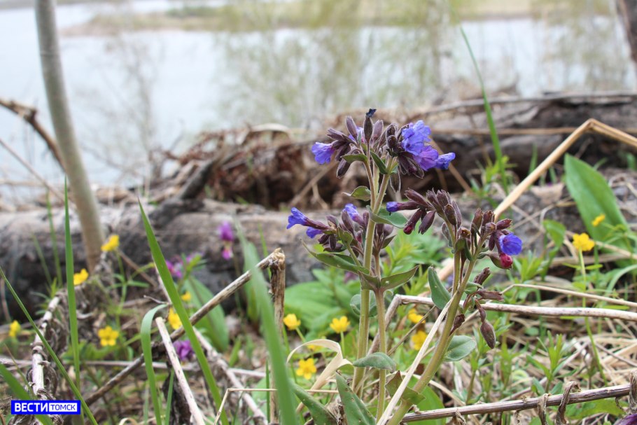 Перелеска печеночница