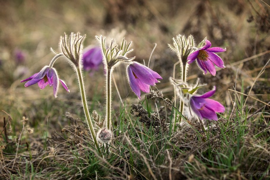 Первоцвет весенний примула Весенняя