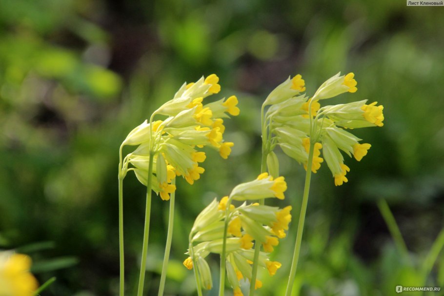 Печёночница обыкновенная