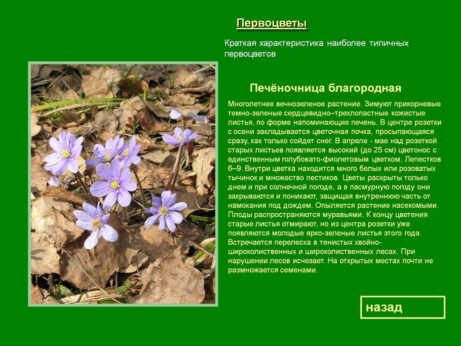 Первоцветы Урала прострел