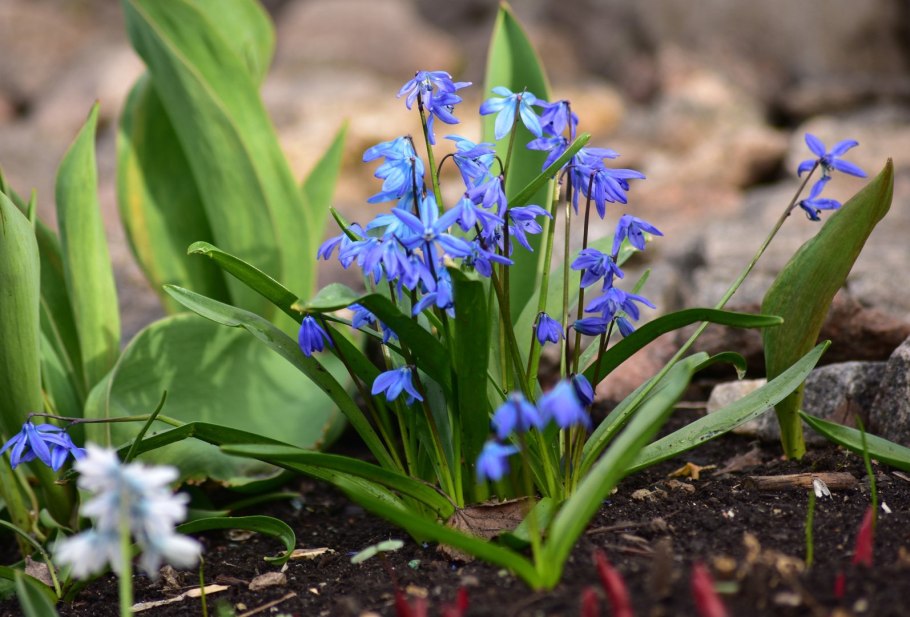 Печеночница рабатка