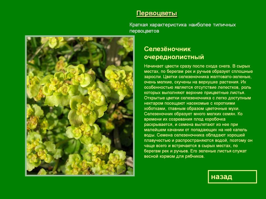 Печеночница благородная голубая