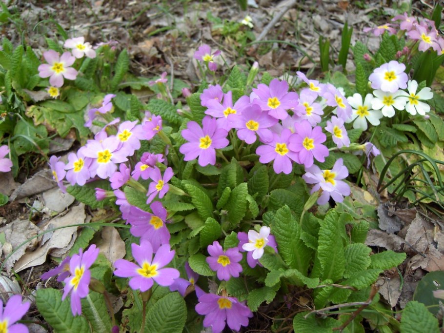 Прострел весенний сон-трава