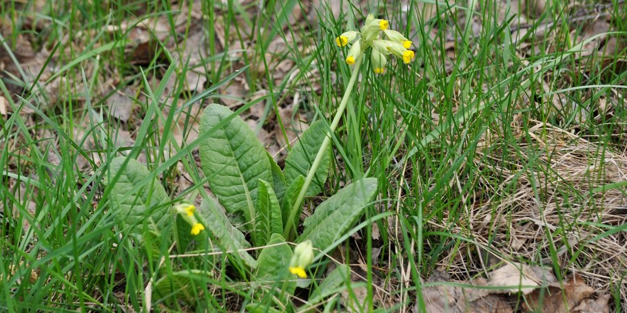 Примула elatior