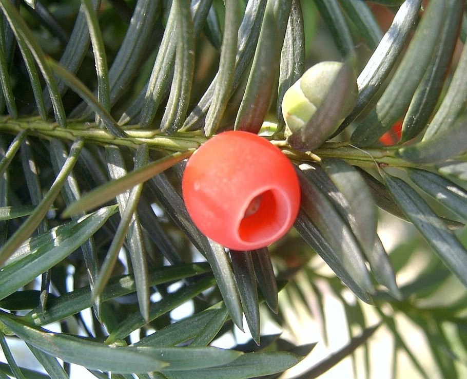 Тис ягодный Taxus baccata
