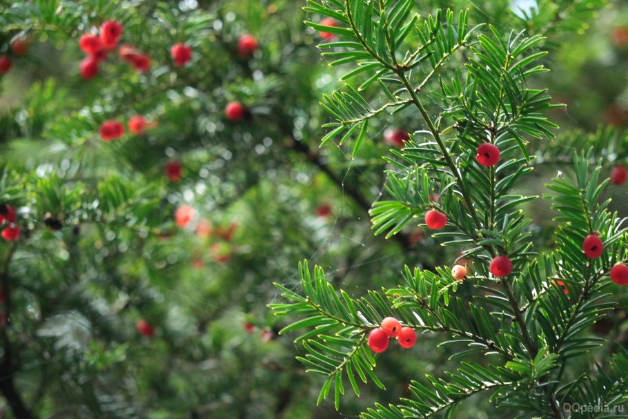 Тис ягодный красное дерево