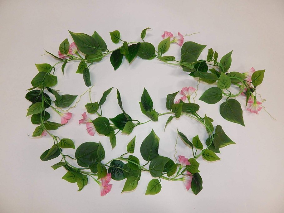 Лиана ампельная горшечная