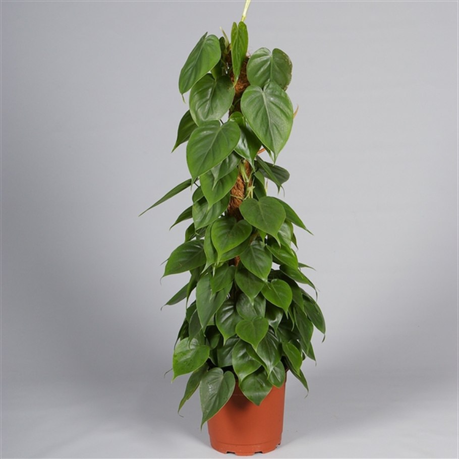 Эпипремнум золотистый Epipremnum Aureum