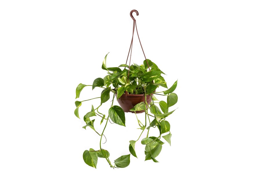 Лиана Эпипремнум