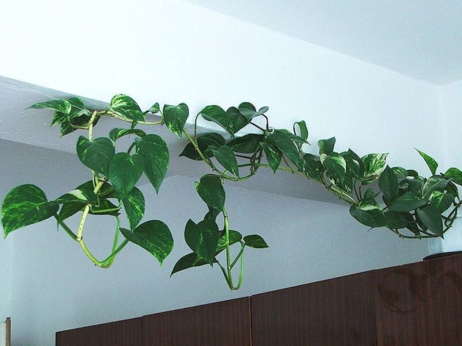 Сциндапсус зеленая стена