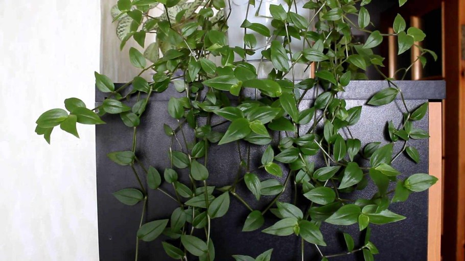 Филодендрон сциндапсус