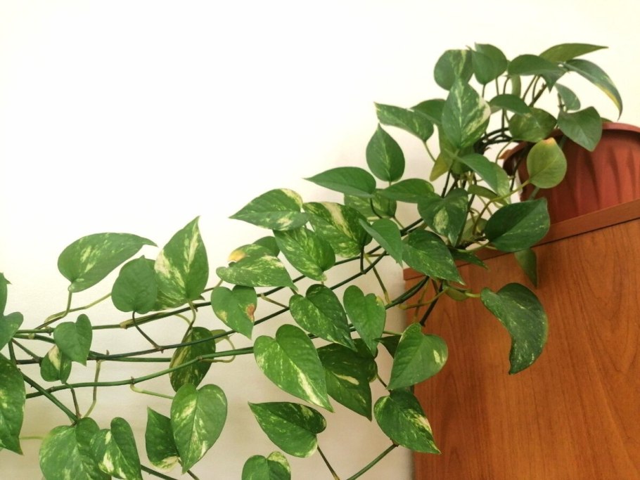 Плющ сциндапсус