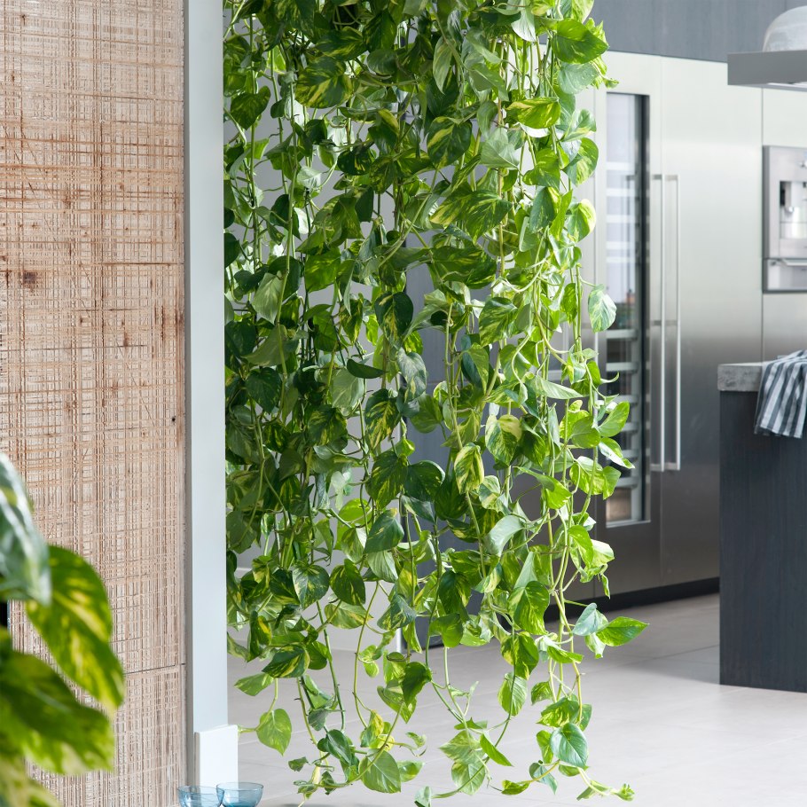 Сциндапсус (Вьюн комнатный)