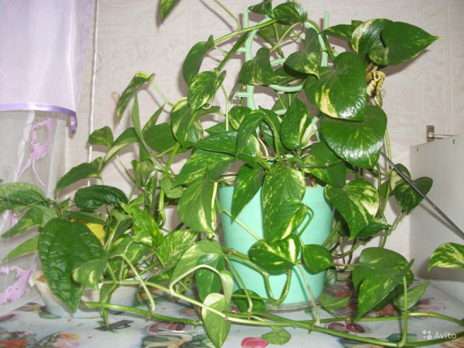 Филодендрон лазающий