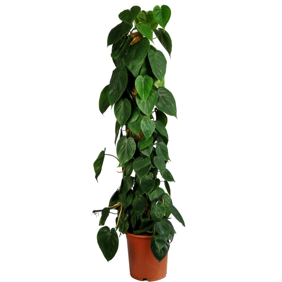 Пинтерест растения лианы