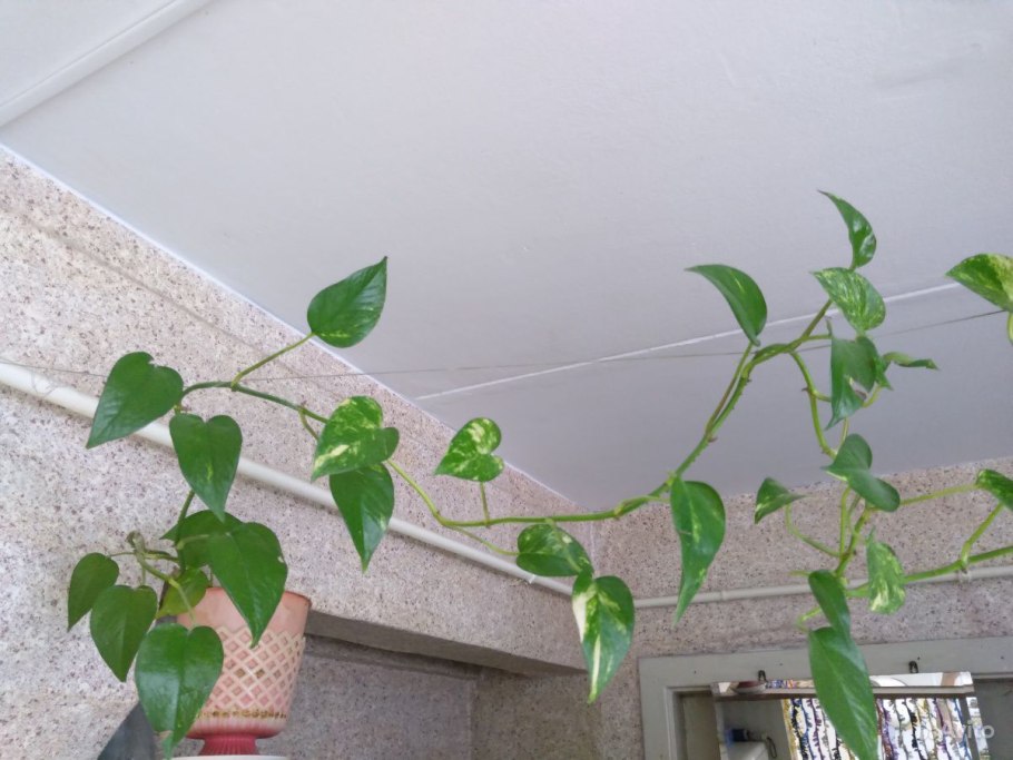 Сциндапсус Эпипремнум