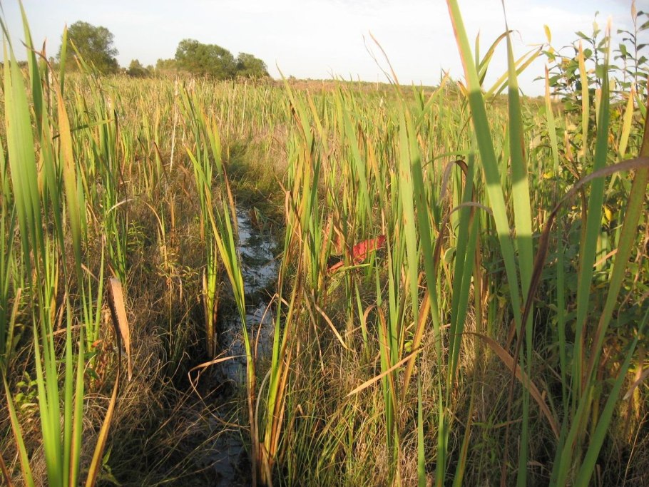 Камыш рогоз Осока