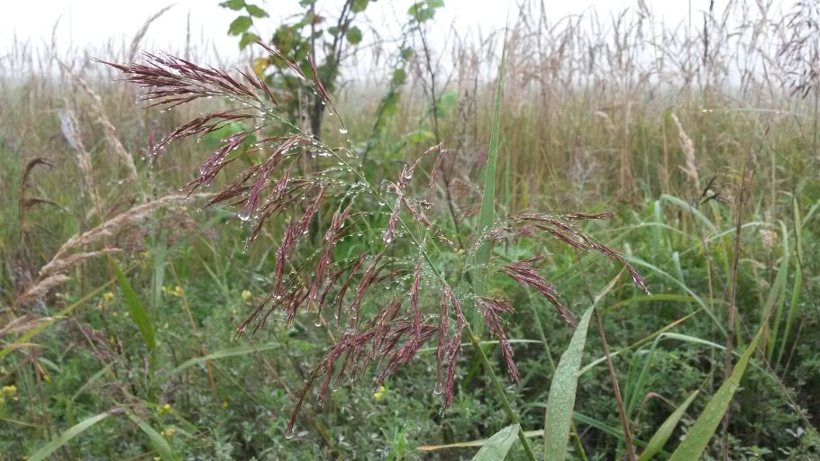 Камыш укореняющийся