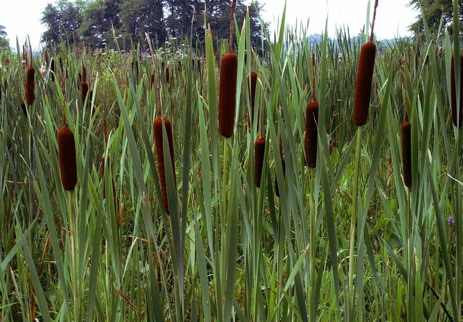 Камыш рогоз тростник