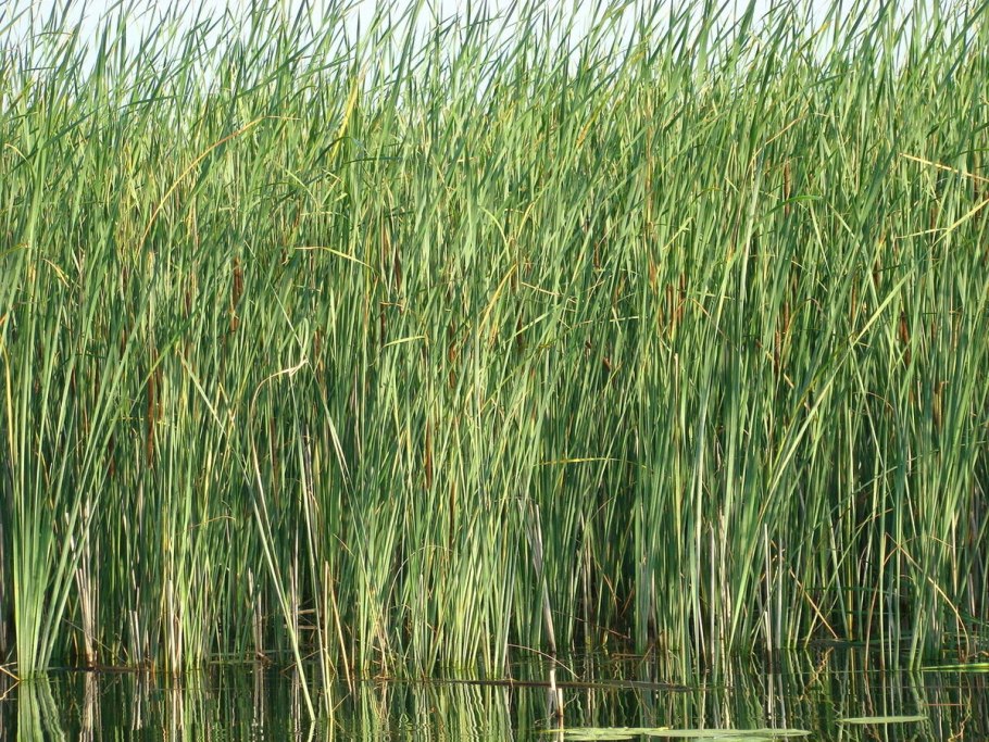 Камыш рогоз Осока