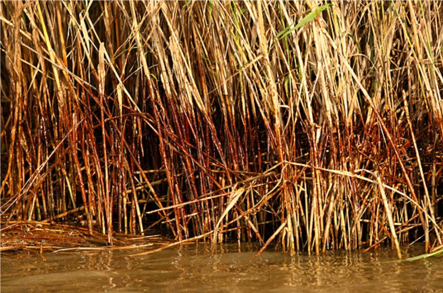 Рогоз узколистный (Typha angustifolia l.)