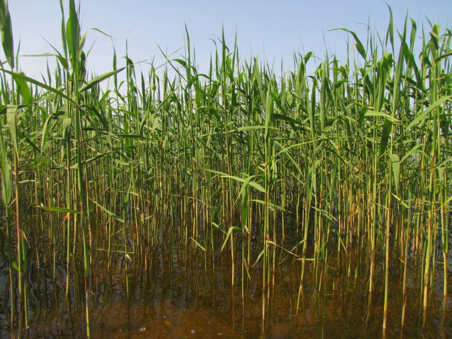 Тростник ареал