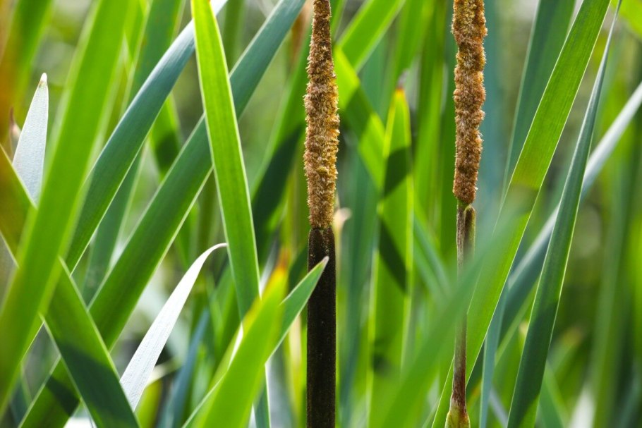 Камыш и рогоз