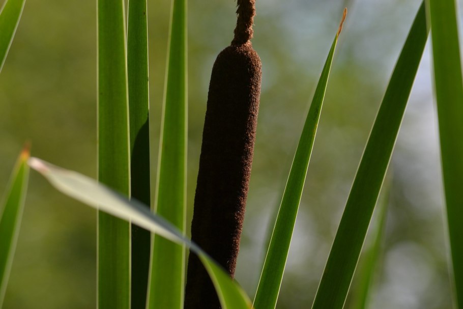 Тростник Ю́жный[