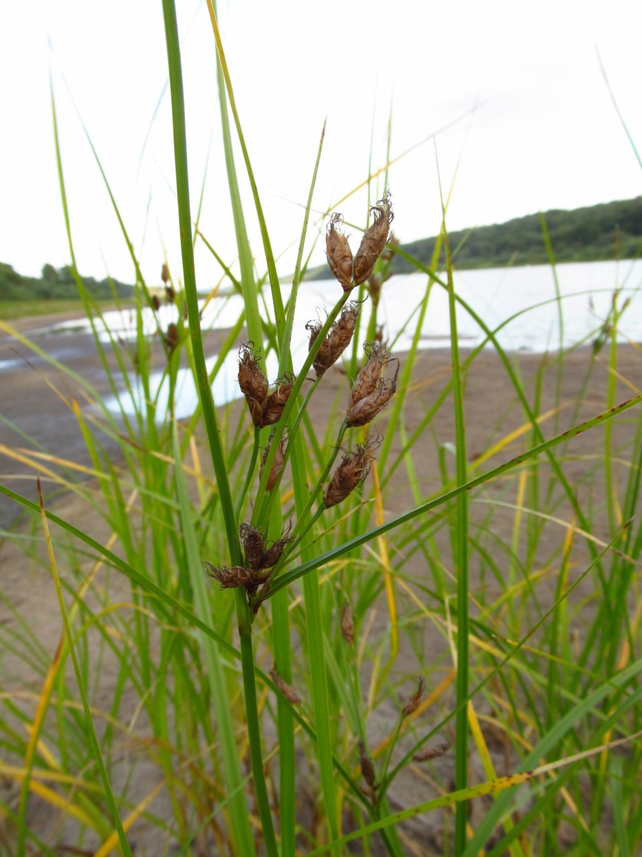 Камыш и рогоз