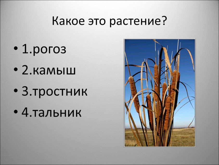 Рогоз описание