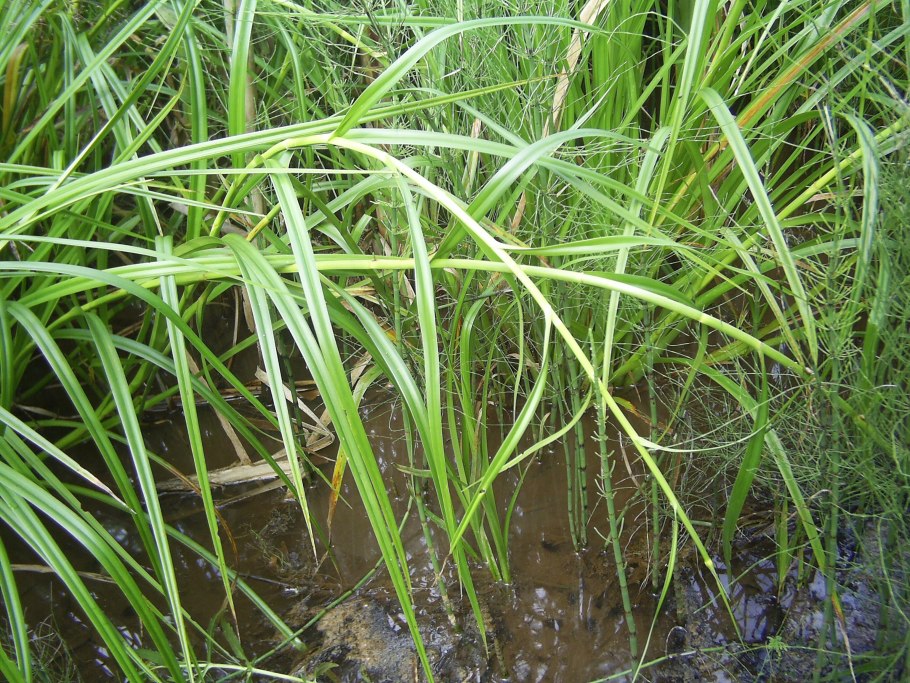 Тростник обыкновенный камыш Озерный