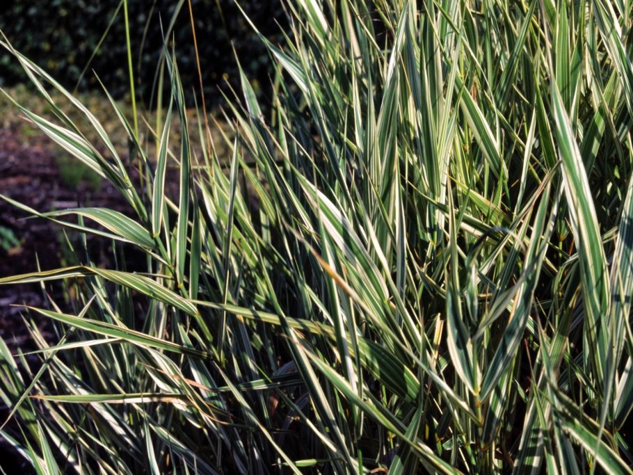 Заболоченно рогоз