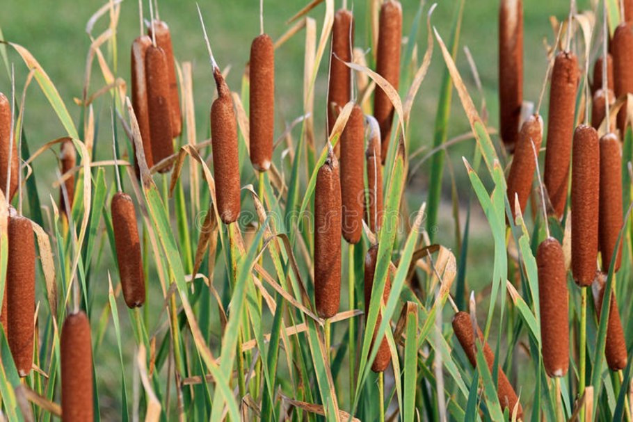 Рогоз широколистный (Typha latifolia)