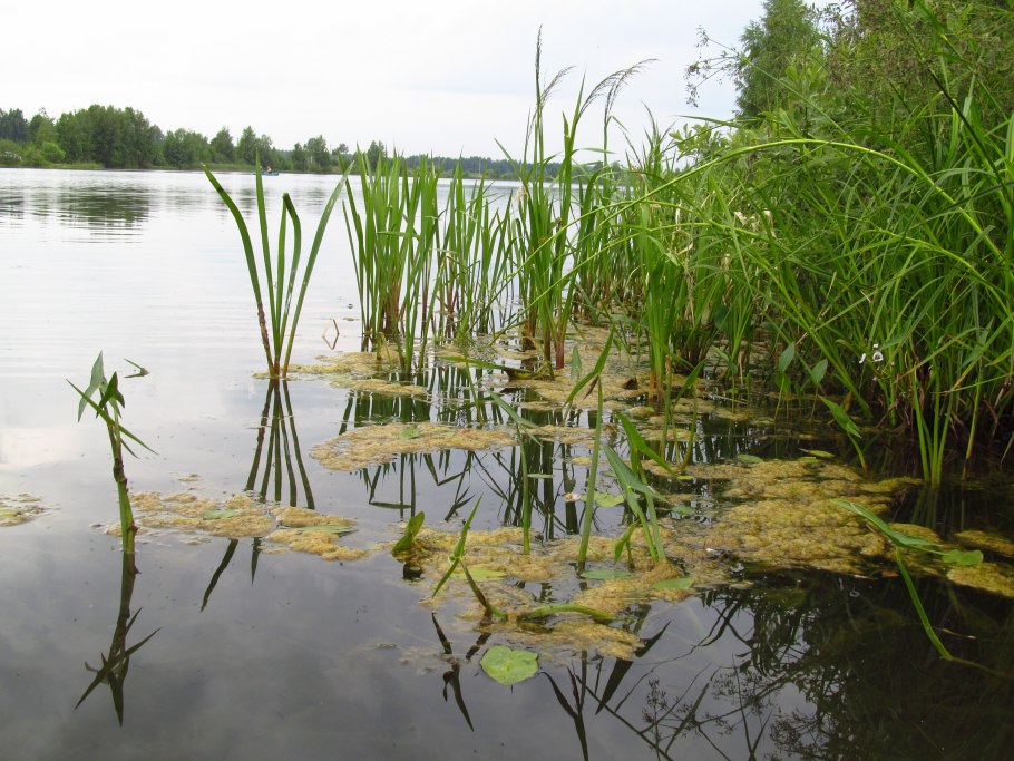 Камыш рогоз тростник
